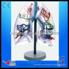 ISO Transparente anatomische menschliche Ausbildung Lungensegmente Modell